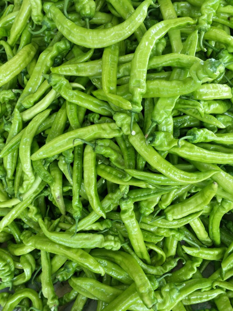 秋季棚里尖椒大量上市