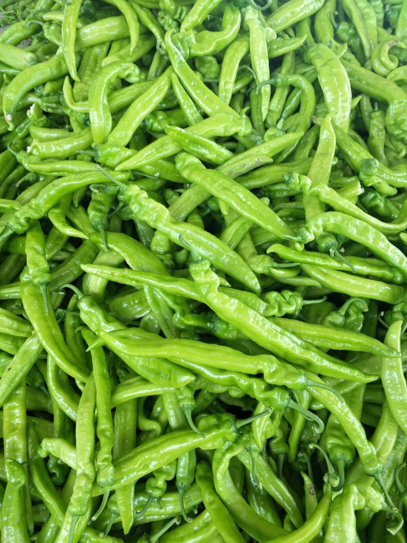 秋季棚里尖椒大量上市