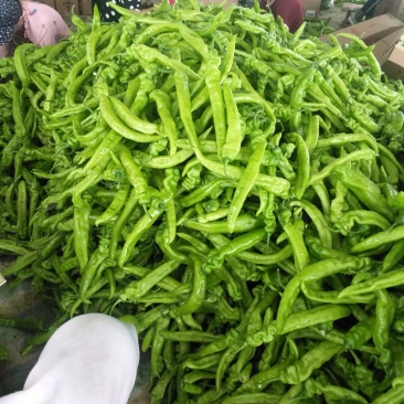 秋季棚里尖椒大量上市
