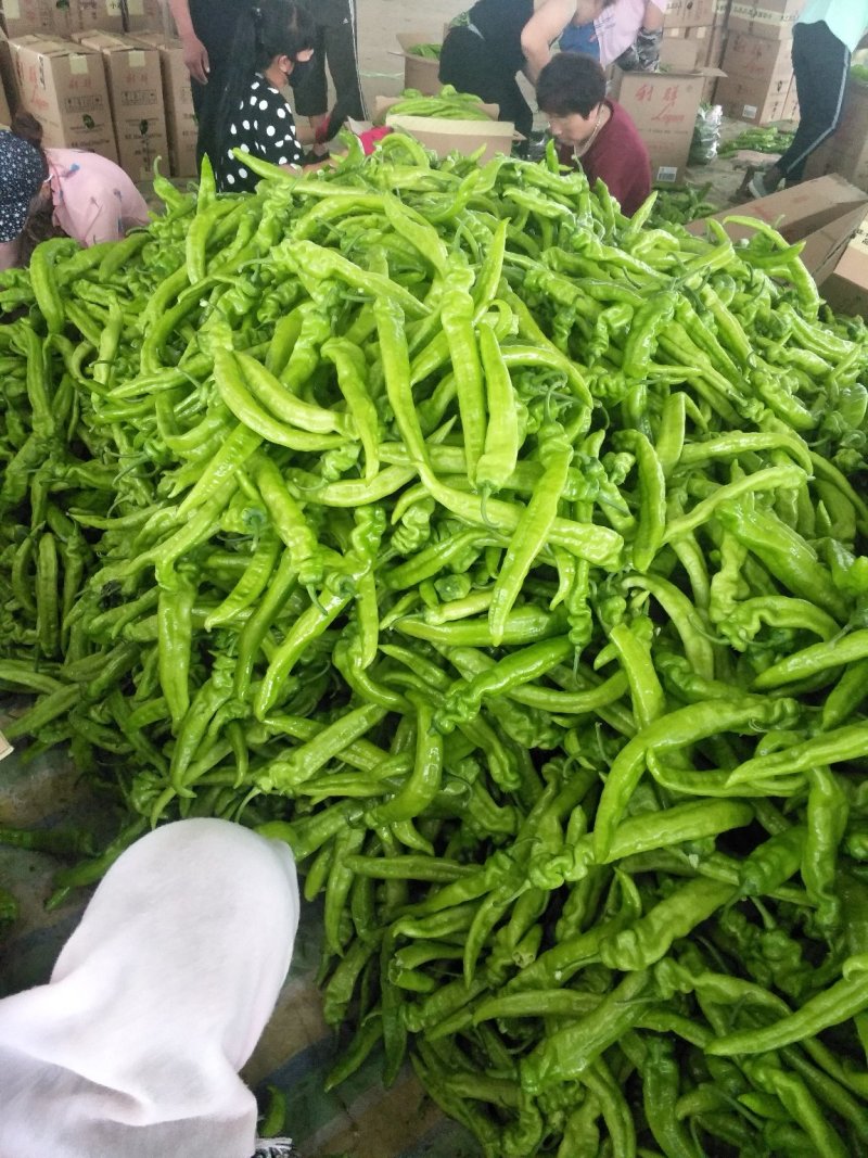 秋季棚里尖椒大量上市