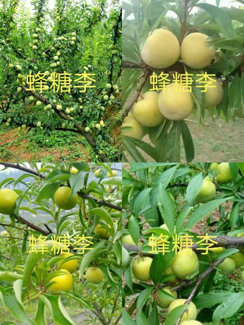 李子树苗蜂糖李，西梅女神，恐龙蛋，技术指导签购苗合同