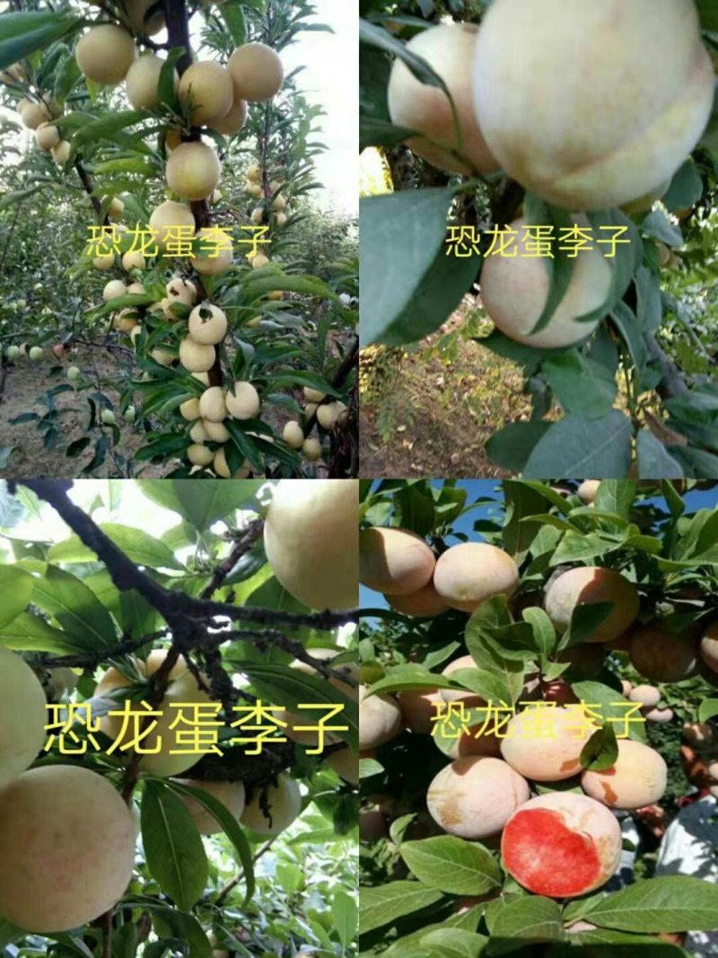 李子树苗蜂糖李，西梅女神，恐龙蛋，技术指导签购苗合同