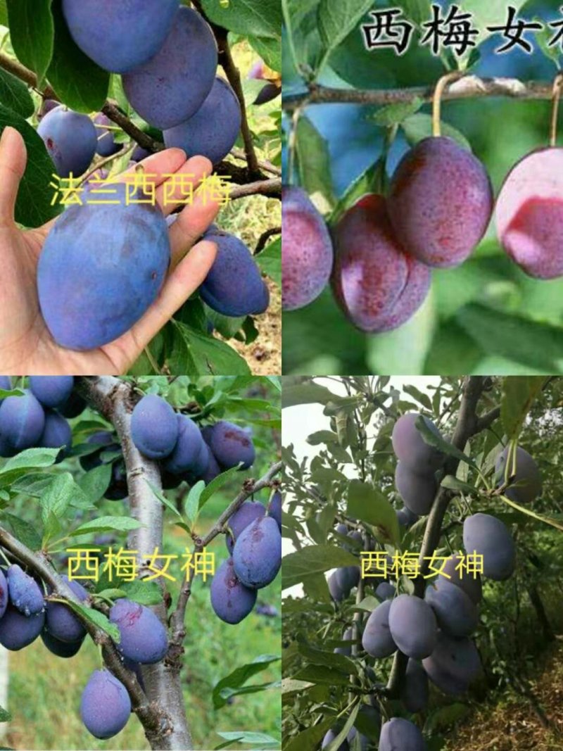 李子树苗蜂糖李，西梅女神，恐龙蛋，技术指导签购苗合同