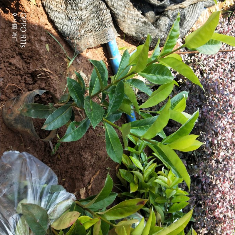 大叶龙船花景色怡人20/25/30-35
