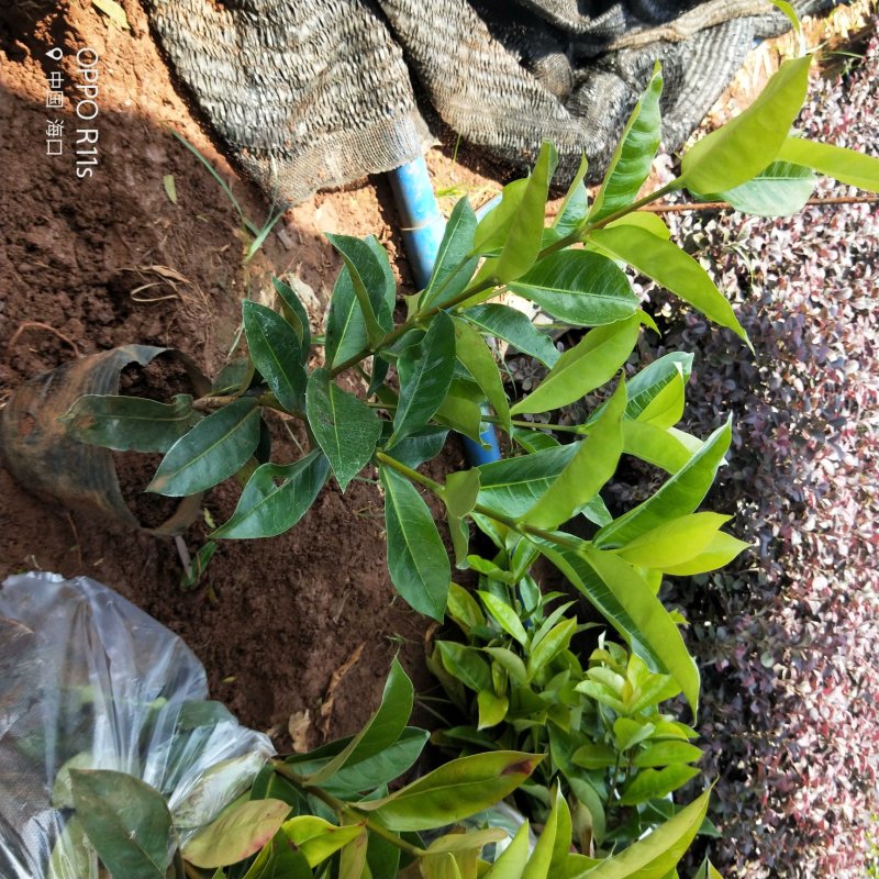 大叶龙船花景色怡人20/25/30-35