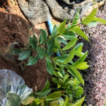 大叶龙船花景色怡人20/25/30-35