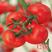 大红番茄种子石头果番茄种子硬度高，萼片平红钻