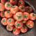 大红番茄种子石头果番茄种子硬度高，萼片平红钻