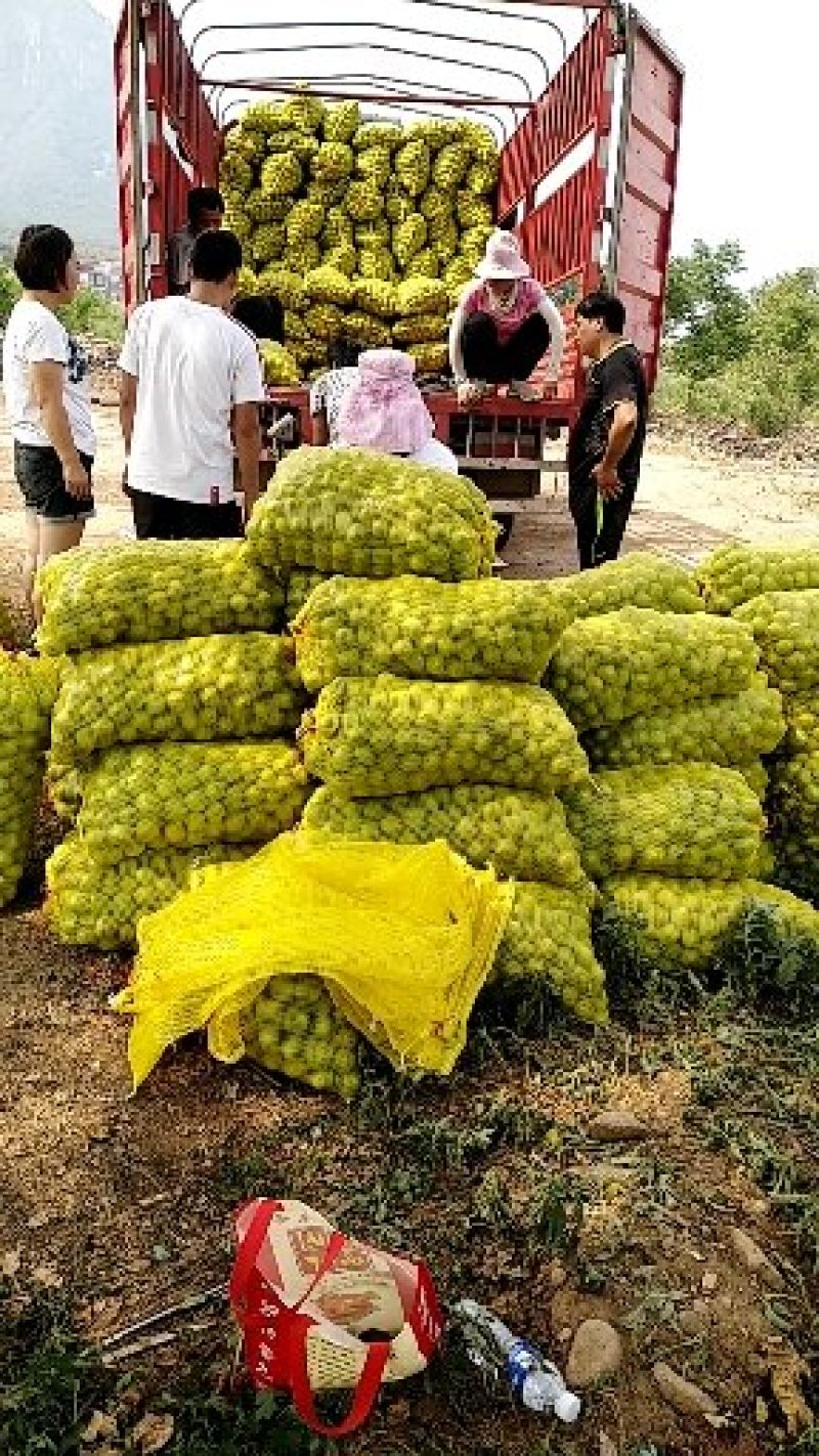 【精品】河南青皮核桃新鲜上市货源充足价格美丽