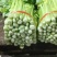 甘肃高原夏菜