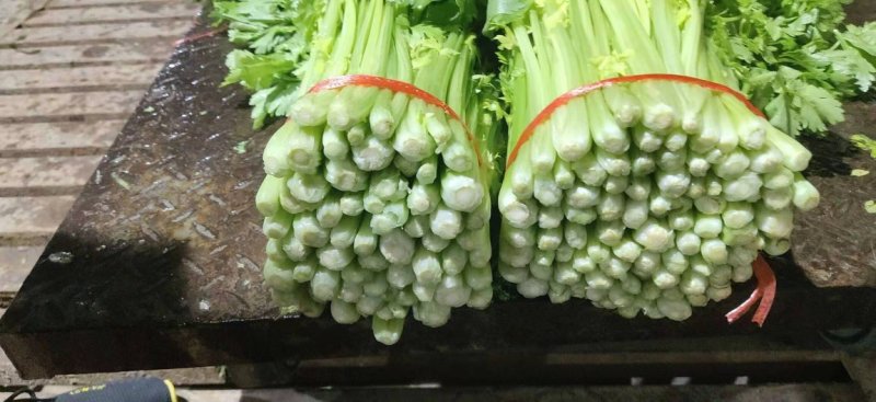 甘肃高原夏菜