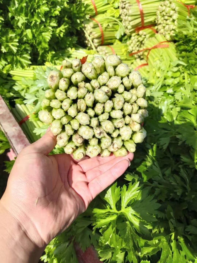 甘肃高原夏菜
