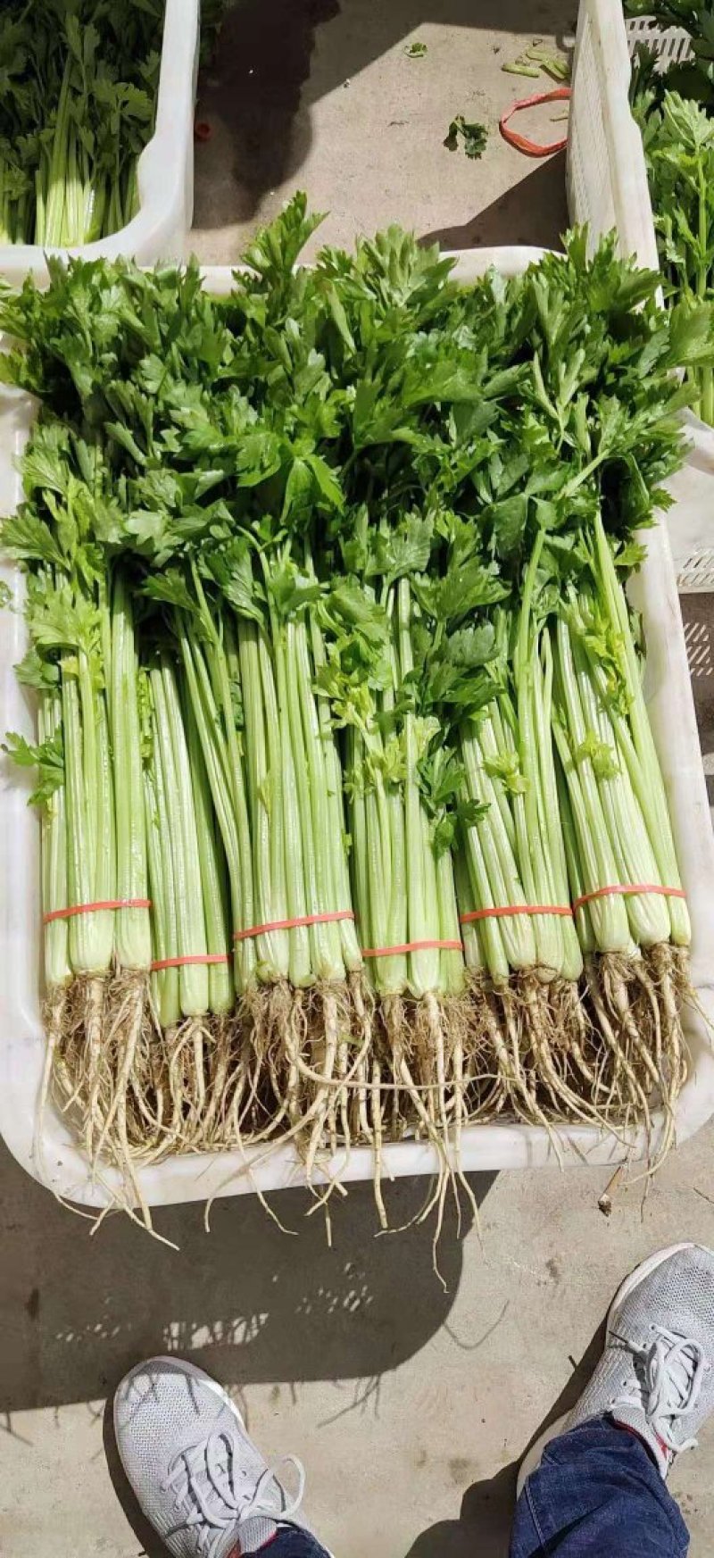 甘肃高原夏菜