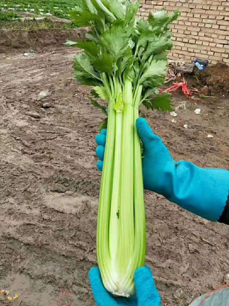 甘肃高原夏菜