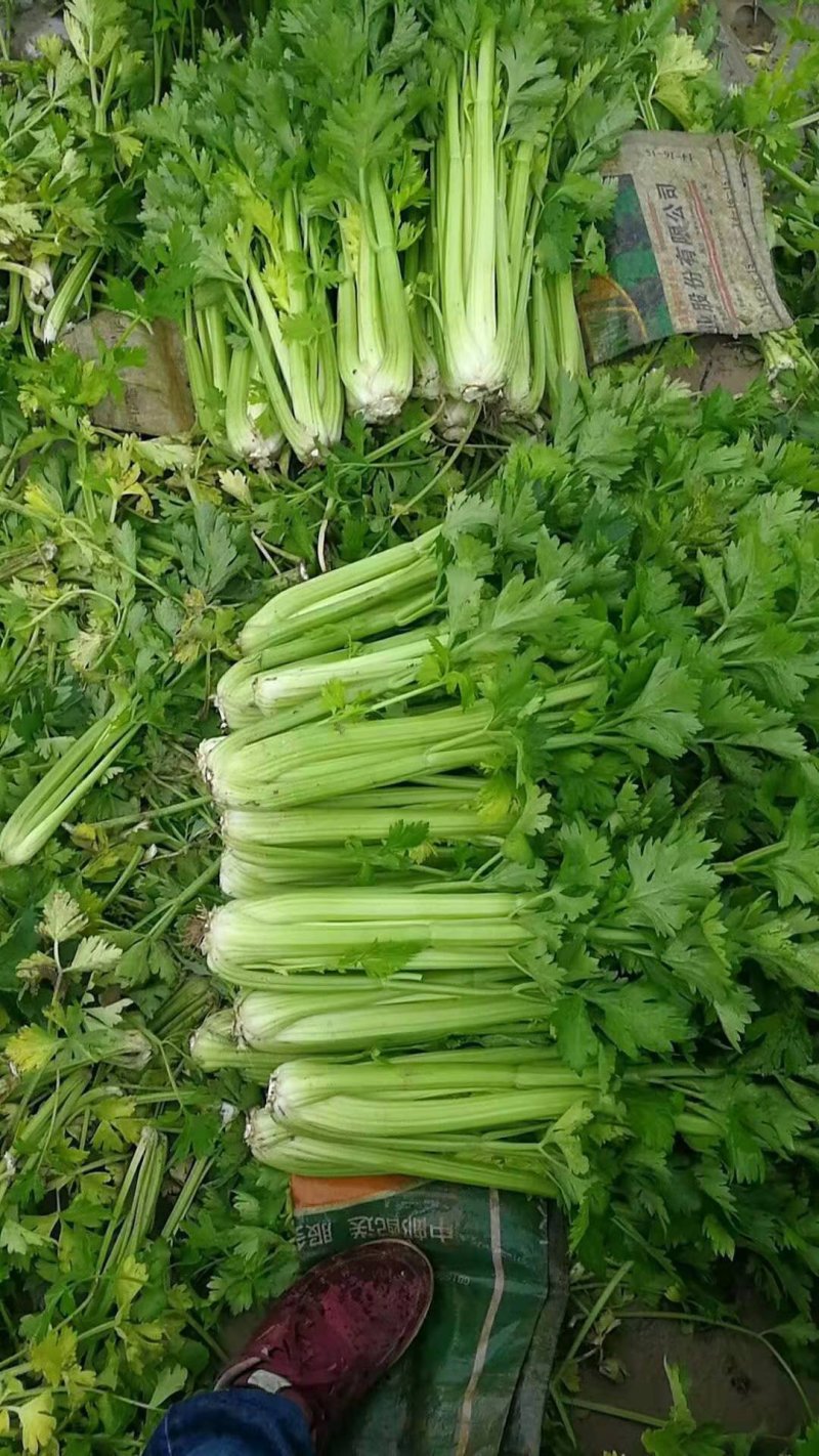 甘肃高原夏菜