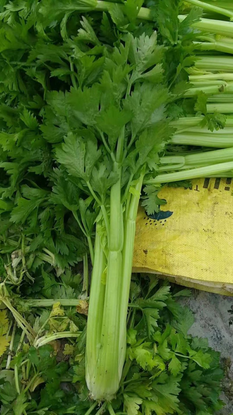 甘肃高原夏菜