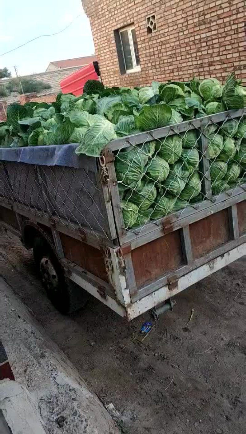 甘蓝大量现货。，，，，