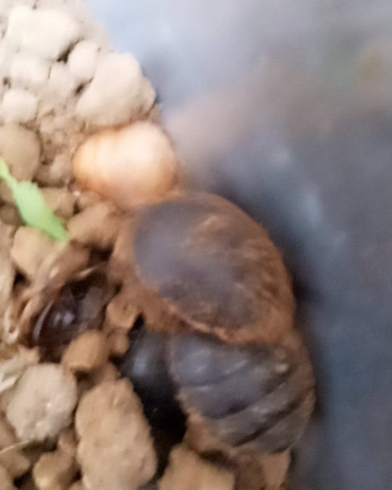 昆虫类