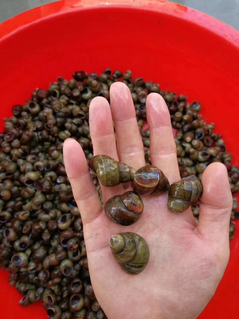 养殖螺蛳薄壳螺蛳食用螺蛳1.5以上不封顶水产