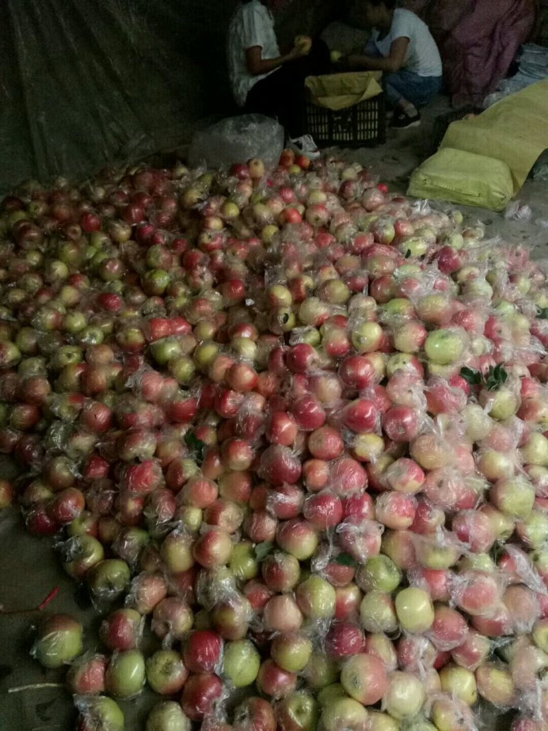美八苹果，红嘎啦苹果