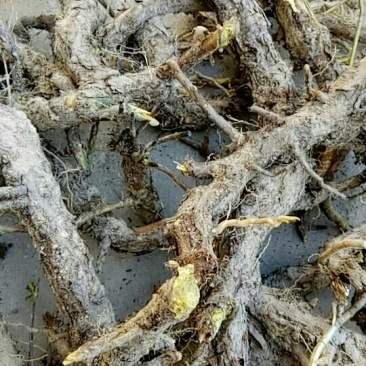 甘肃产黄芩家种野生质量保证
