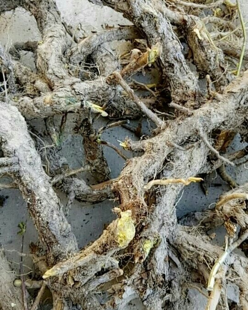甘肃产黄芩家种野生质量保证