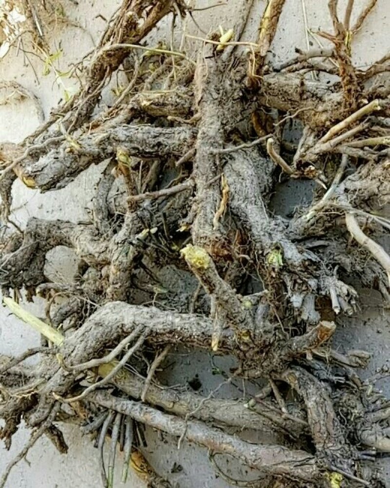 甘肃产黄芩家种野生质量保证