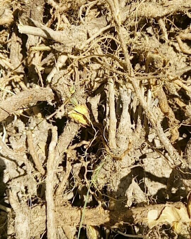 甘肃产黄芩家种野生质量保证