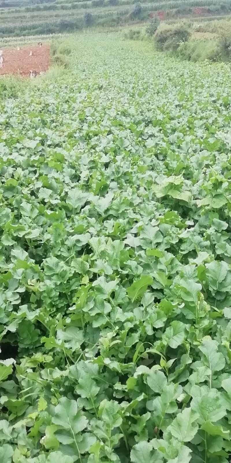 高原白萝卜价格随行就市皮白条形好虫眼少