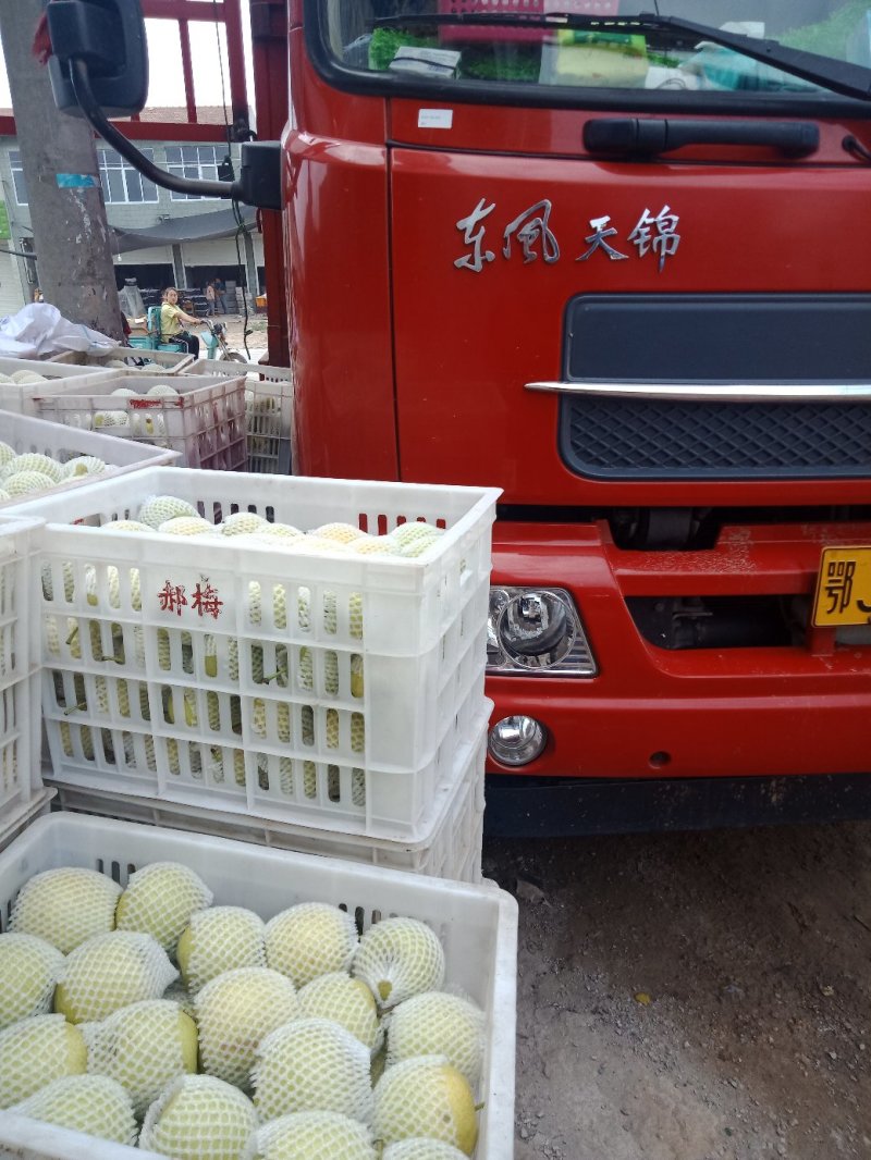 皇冠梨圆黄翠冠。大量上市。一手货源在办代发。信誉第一。