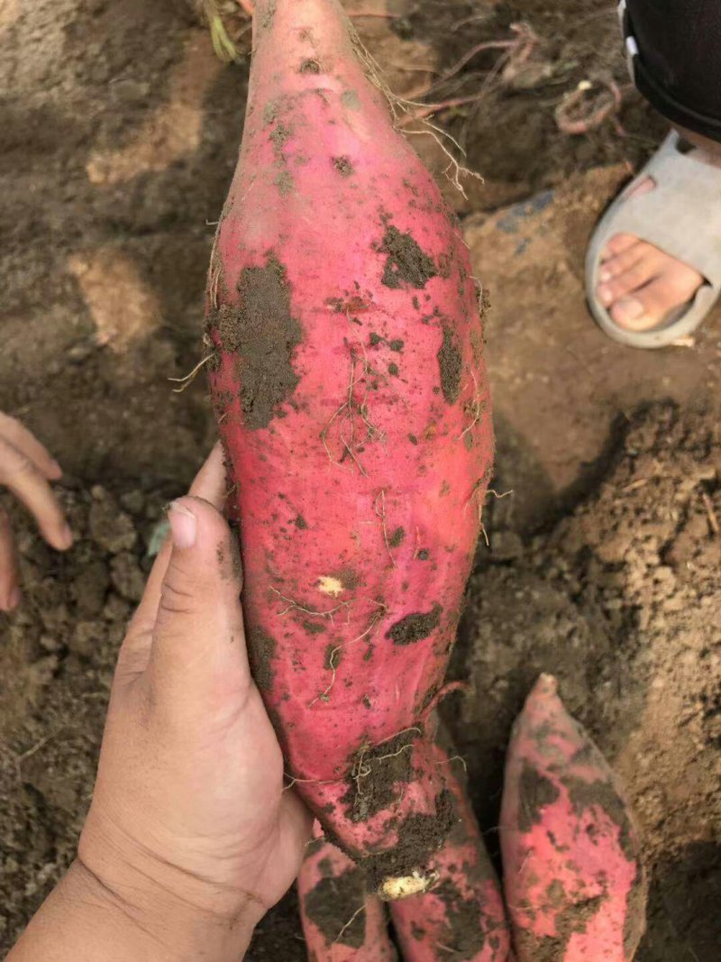 产地唐烟薯256两以上商品薯红心，出土三天即可糖化