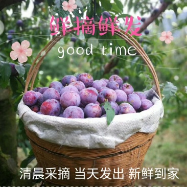 汉源脆红李^凤凰李，货好量大，持续供货3个月～