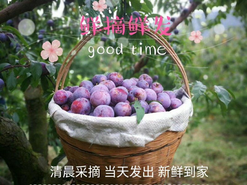 汉源脆红李^凤凰李，货好量大，持续供货3个月～
