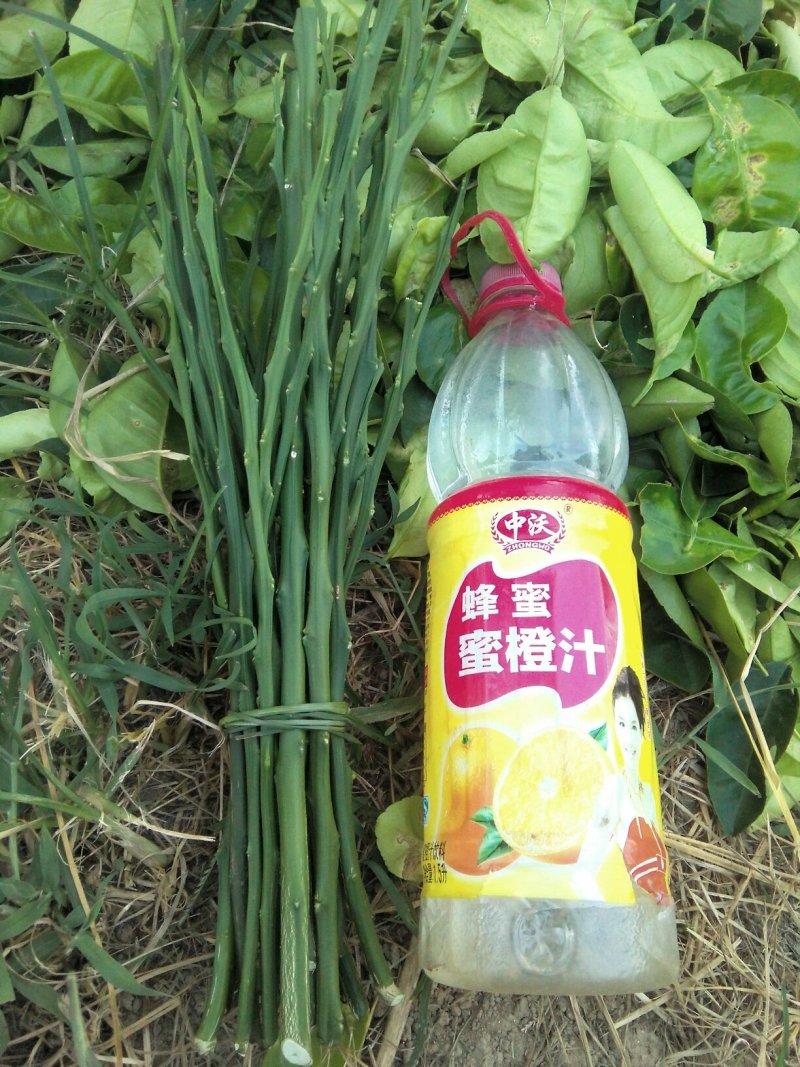 正宗商洲枳壳嫁接枝条，基地直销.现剪现发货.全程技术服务