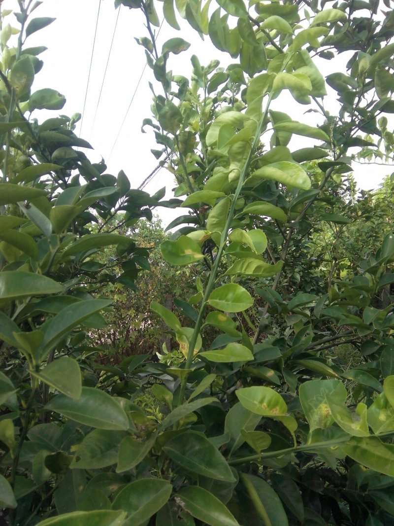 正宗商洲枳壳嫁接枝条，基地直销.现剪现发货.全程技术服务