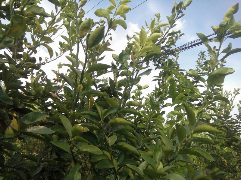 正宗商洲枳壳嫁接枝条，基地直销.现剪现发货.全程技术服务