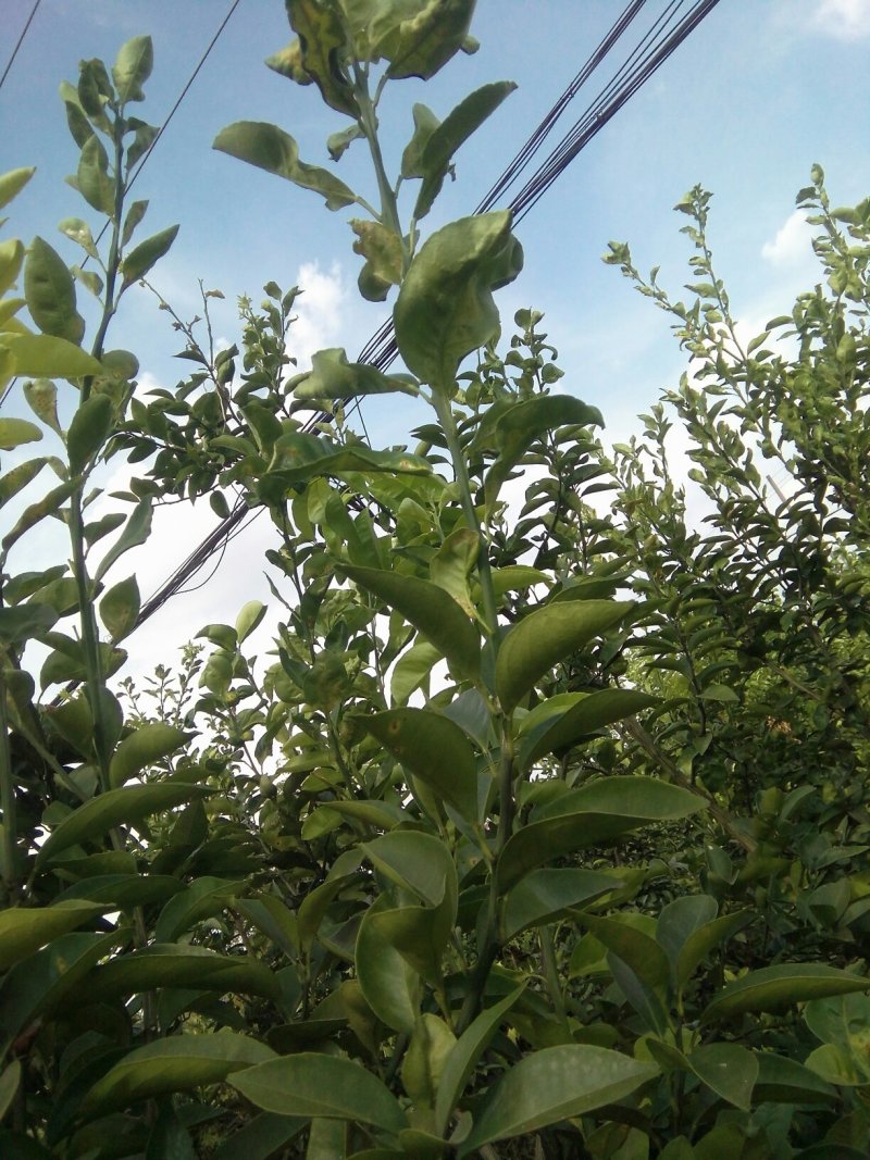 正宗商洲枳壳嫁接枝条，基地直销.现剪现发货.全程技术服务