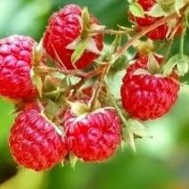 黑加伦树莓苗基地发货南北方种植。放心苗