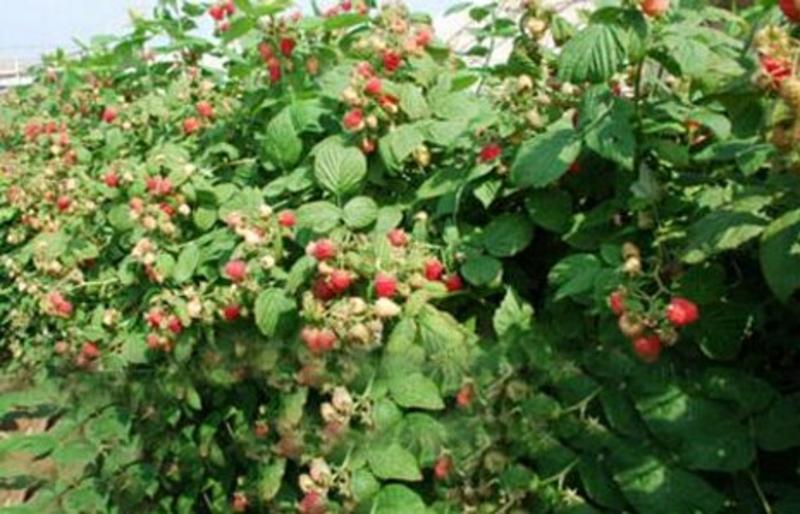 黑加伦树莓苗基地发货南北方种植。放心苗