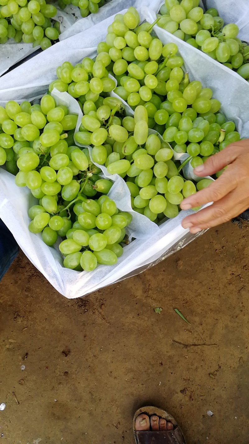 维多利亚，夏黑大量上市了欢迎新老客户光临本基地
