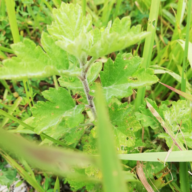 野生艾蒿艾草纯野生艾蒿数量稀少