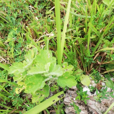 野生艾蒿艾草纯野生艾蒿数量稀少