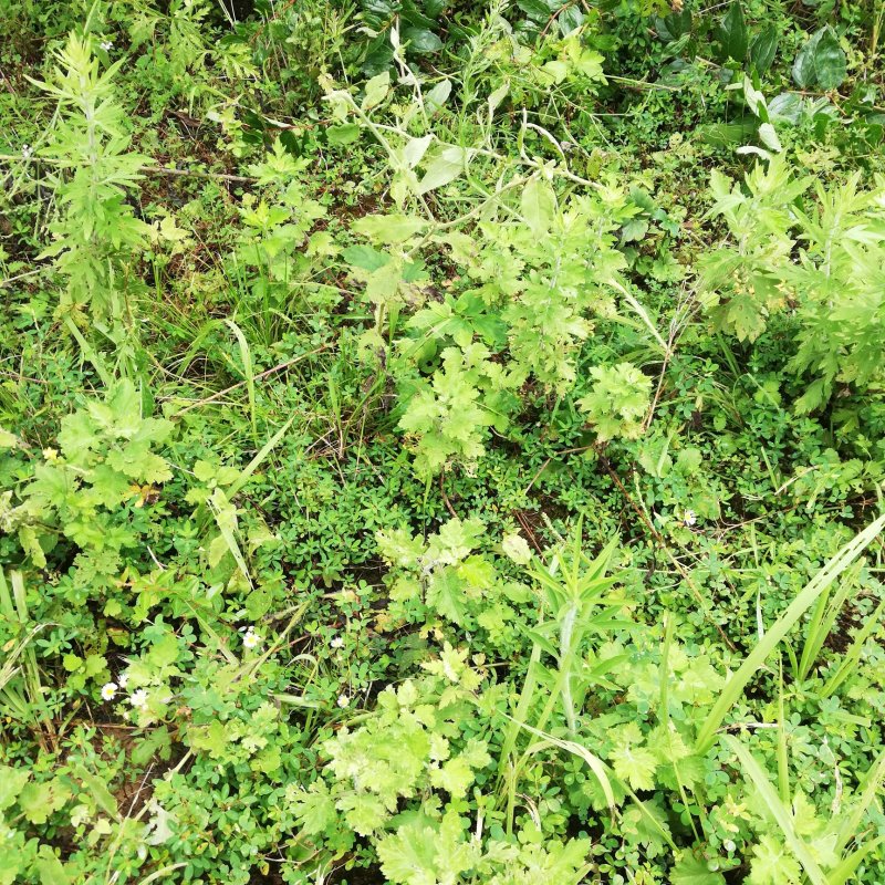 野生艾蒿艾草纯野生艾蒿数量稀少