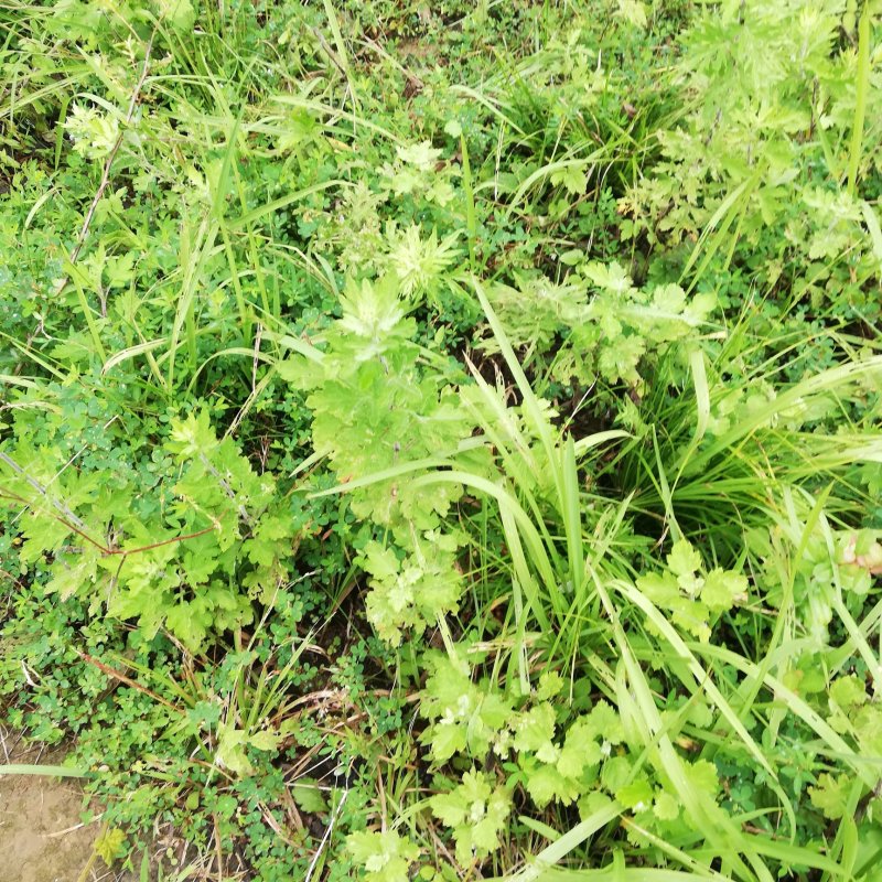 野生艾蒿艾草纯野生艾蒿数量稀少