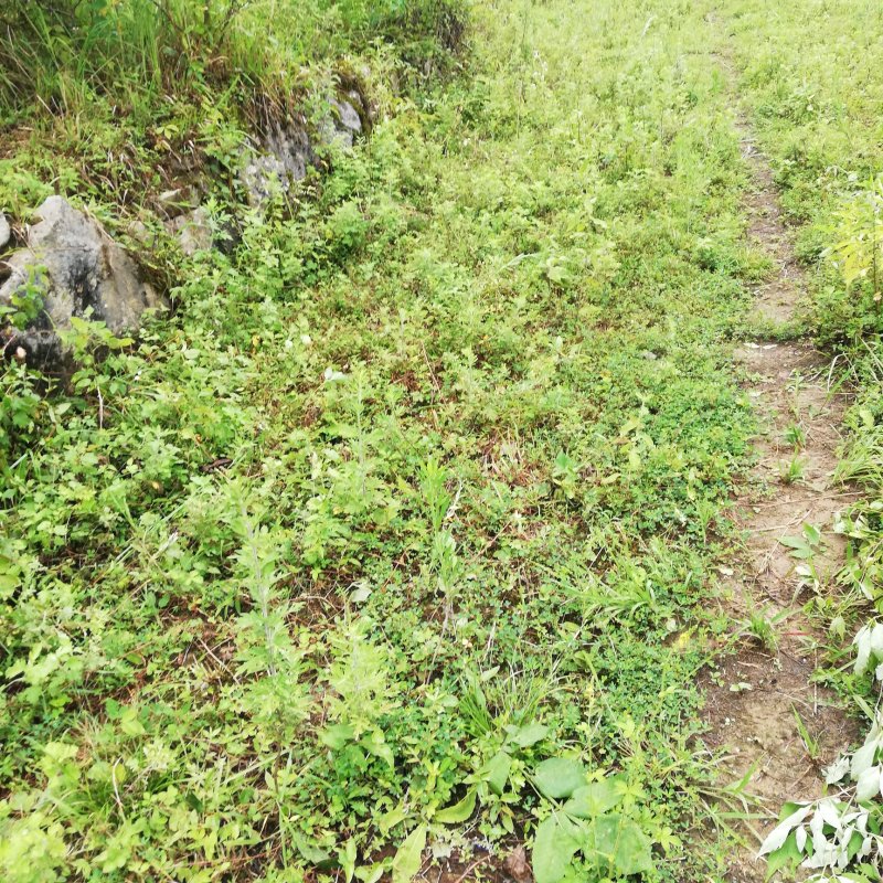 野生艾蒿艾草纯野生艾蒿数量稀少