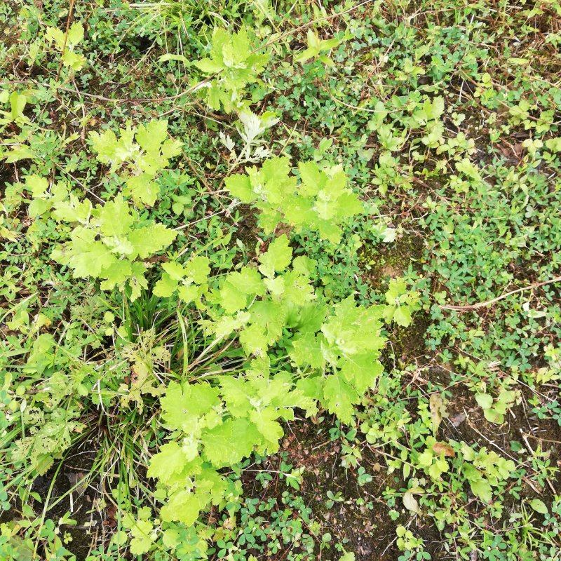 野生艾蒿艾草纯野生艾蒿数量稀少