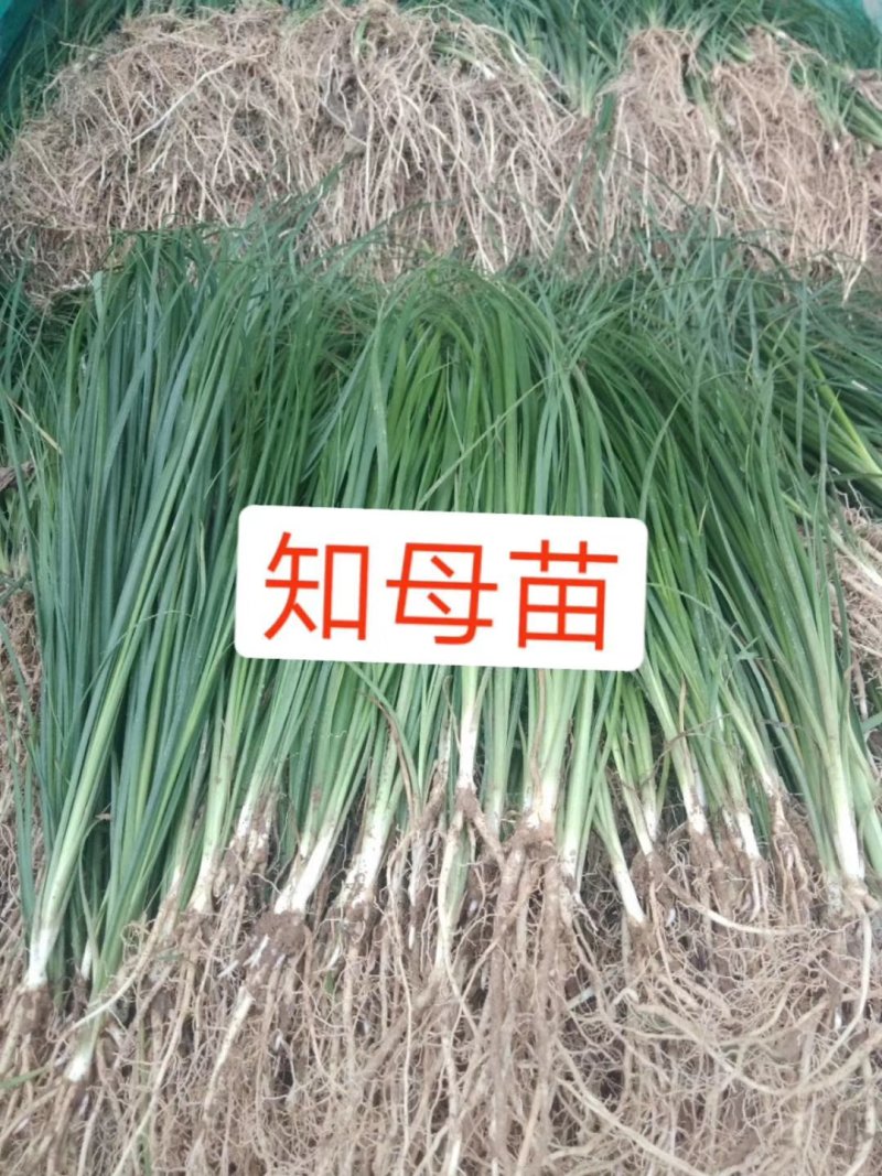 改良，知母苗，生长速度快，产量高