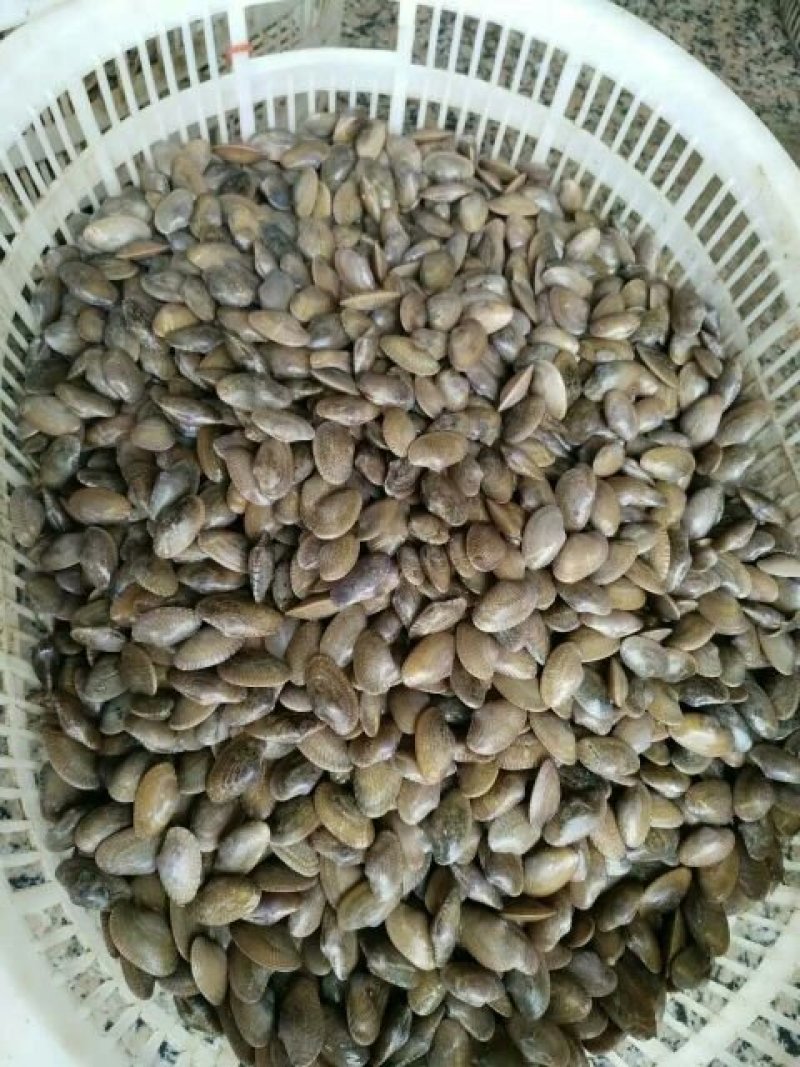 鲜活花甲，芒果螺油甲芝麻螺花贝花螺花蛤
