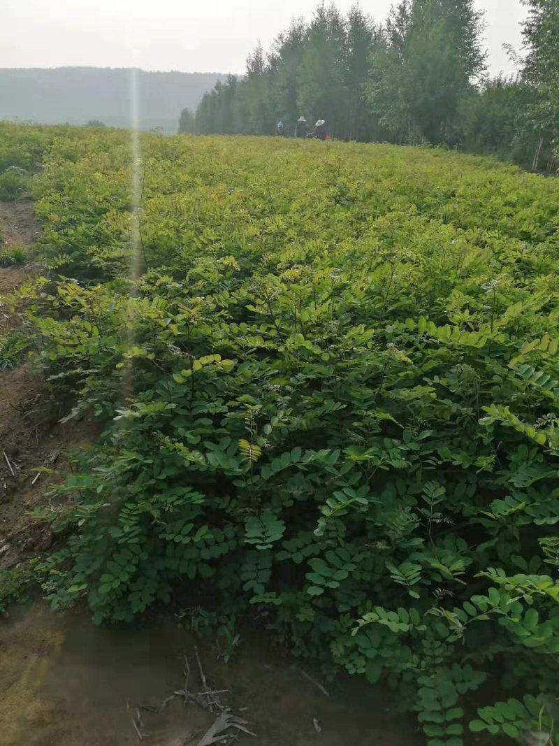 辽宁开原刺槐小苗工程苗杯苗繁育基地