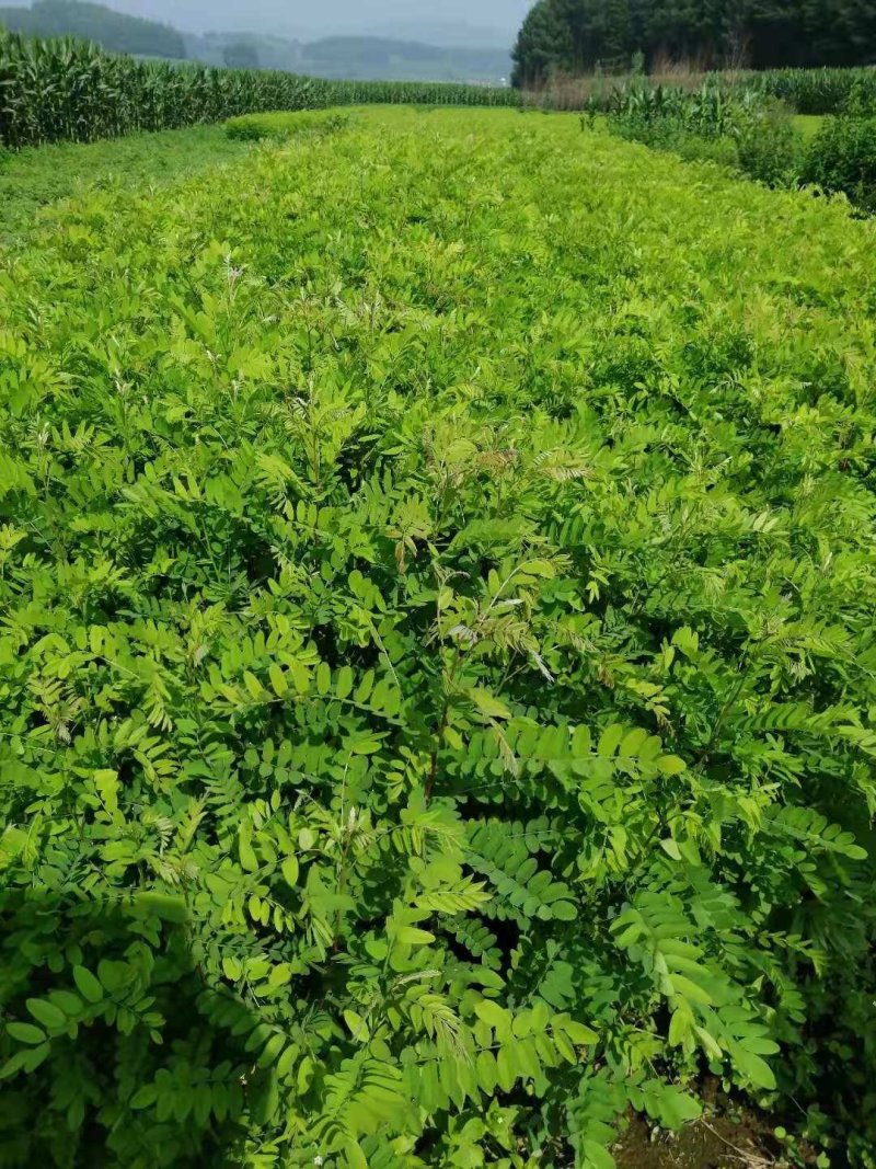 辽宁开原刺槐小苗工程苗杯苗繁育基地